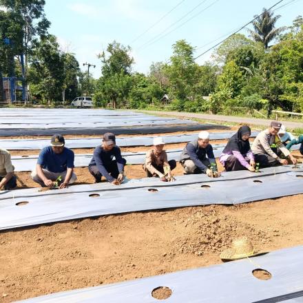 Langkah sukses Program Ketahanan Pangan: Budidaya Tanaman Cabe & Jagung oleh BumDesa 