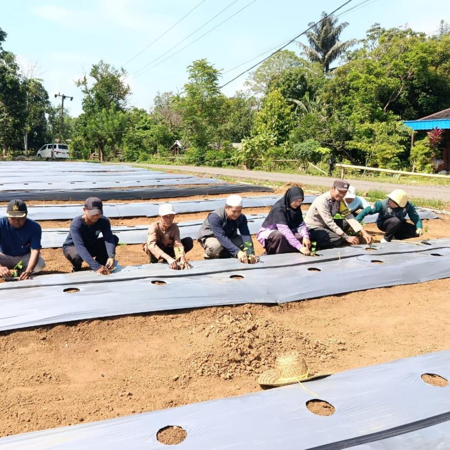 Langkah sukses Program Ketahanan Pangan: Budidaya Tanaman Cabe & Jagung oleh BumDesa 
